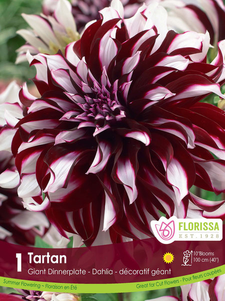 Florissa Dahlia Tartan Dinnerplate