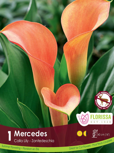 Florissa Calla Mercedes