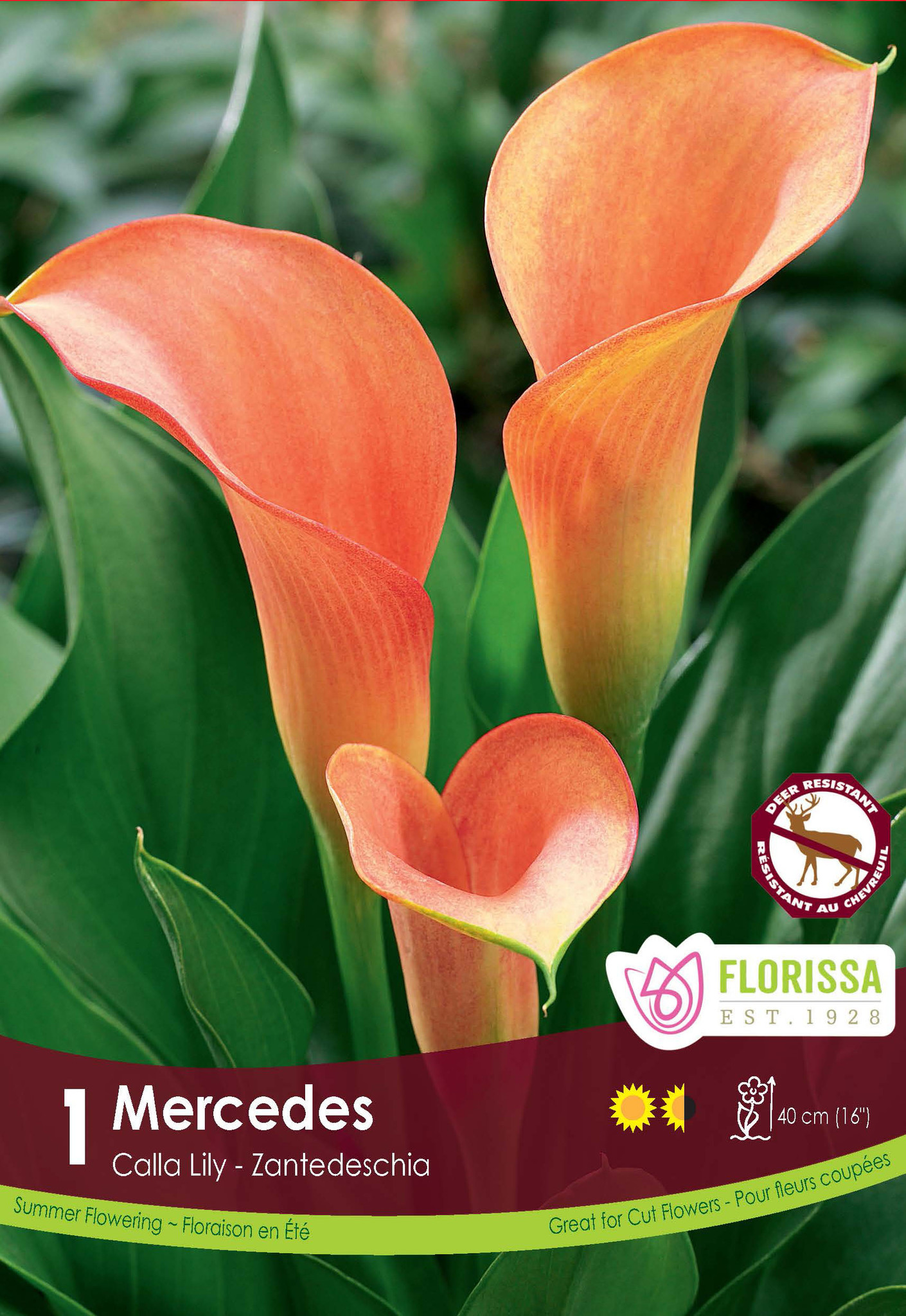 Florissa Calla Mercedes