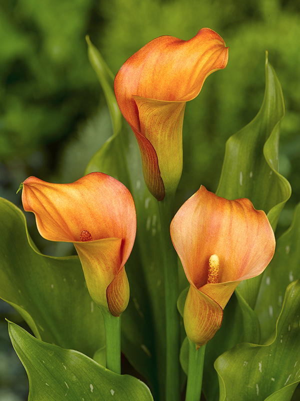 Florissa Calla Mercedes