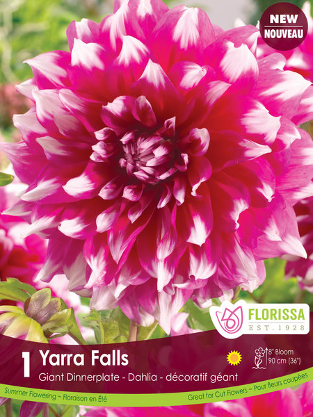 Florissa Dahlia Yarra Falls