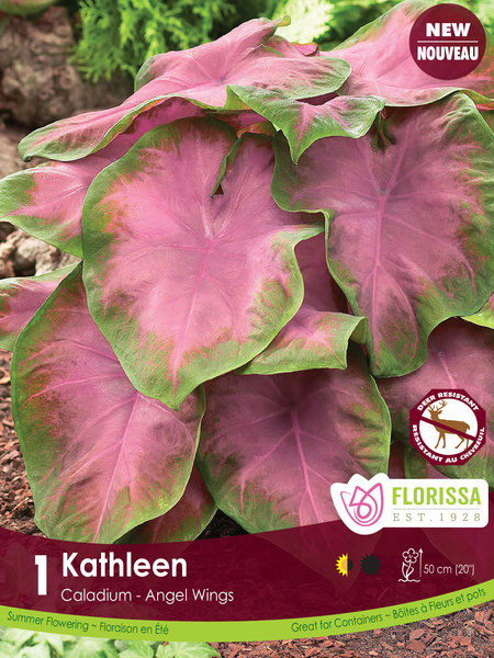 Florissa Caladium Kathleen