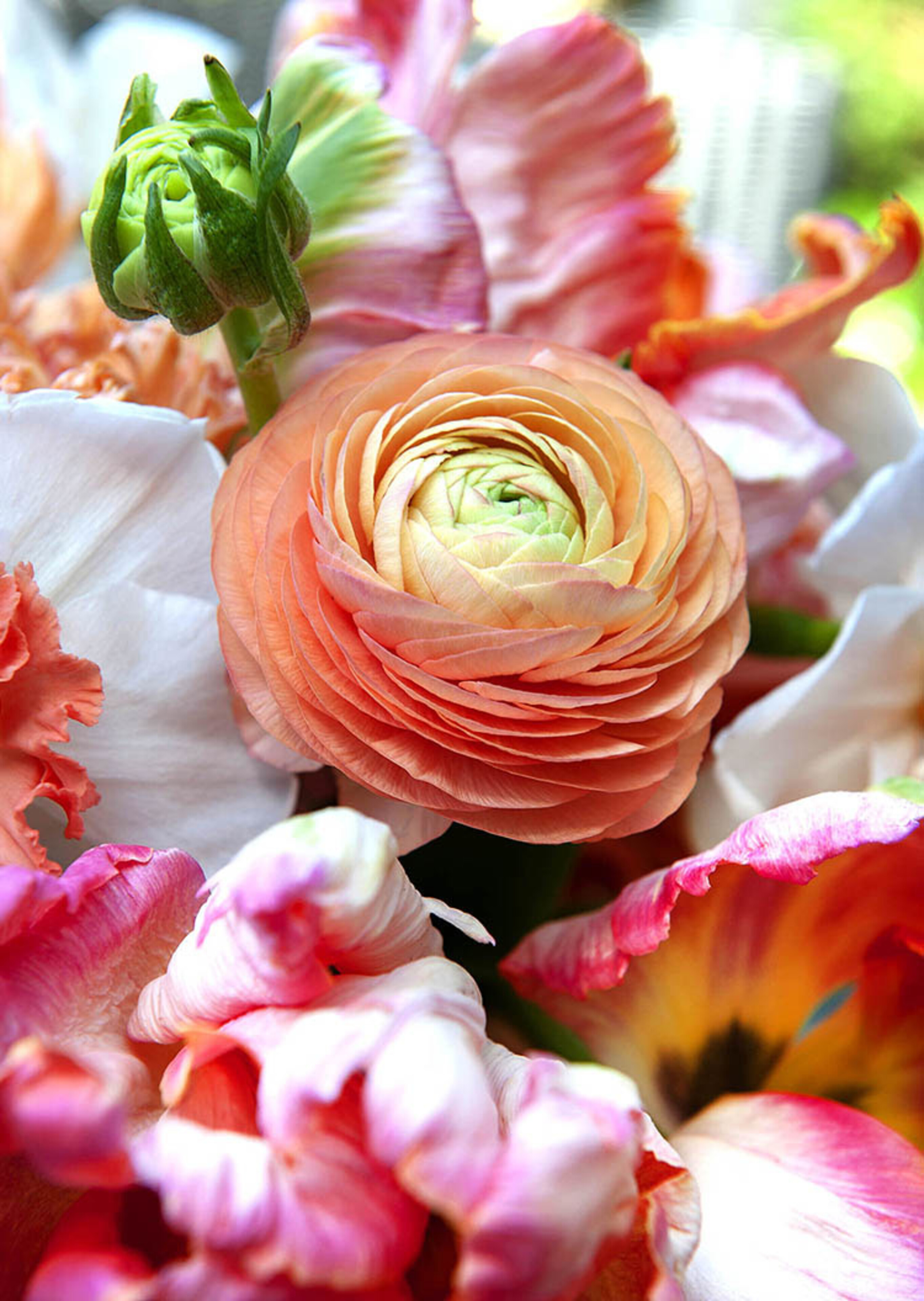 Ranuncules Amandine Salmon Dutch Growers Saskatoon