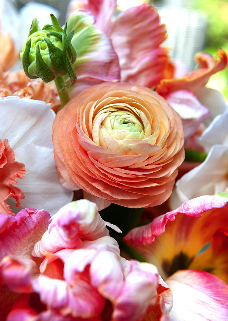 Florissa Ranuncules Amandine Salmon