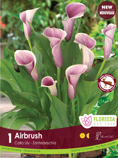Florissa Calla Airbrush