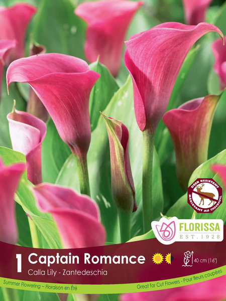 Florissa Calla Captain Romance