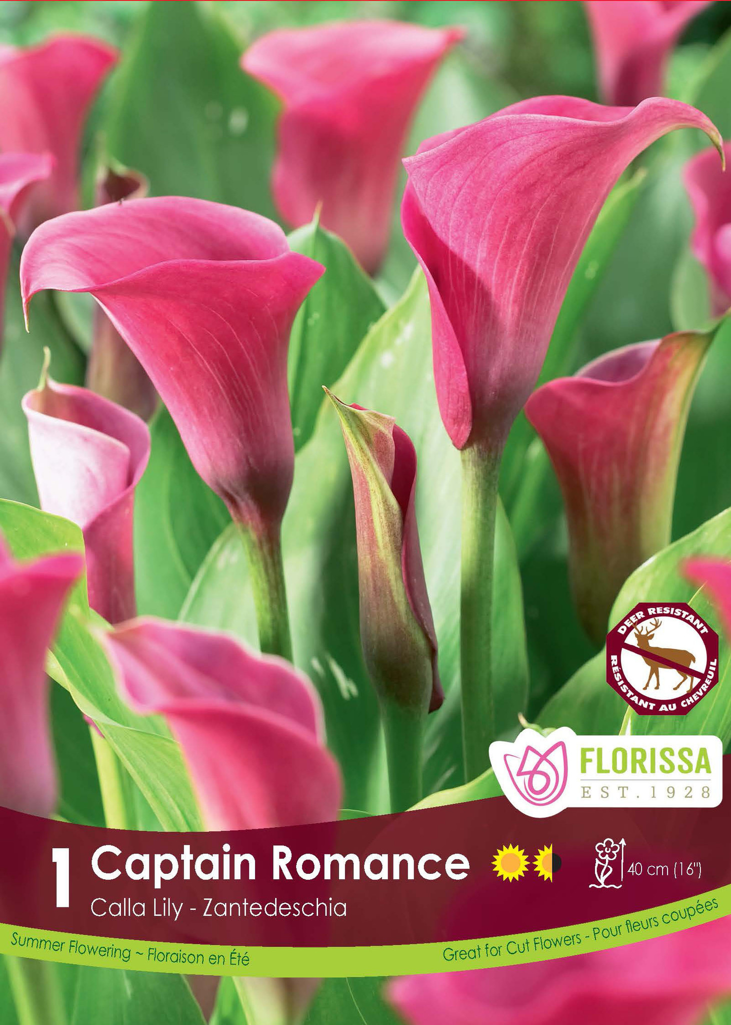 Florissa Calla Captain Romance