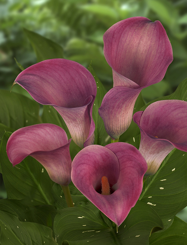 Florissa Calla Captain Romance