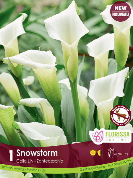 Florissa Calla Snow Storm