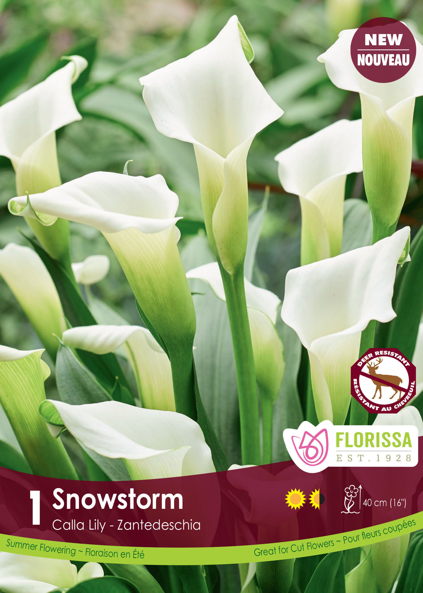 Florissa Calla Snow Storm
