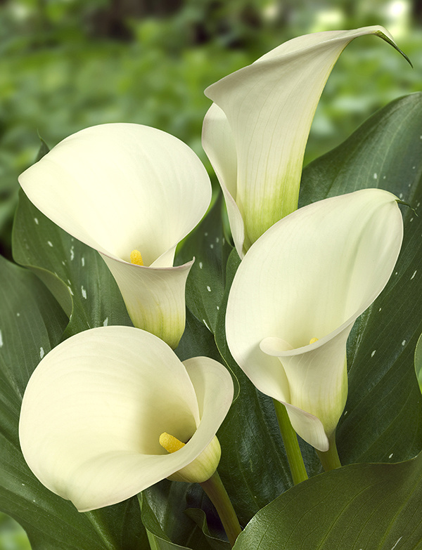 Florissa Calla Snow Storm