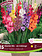 Florissa Gladiolus Glamini Mix