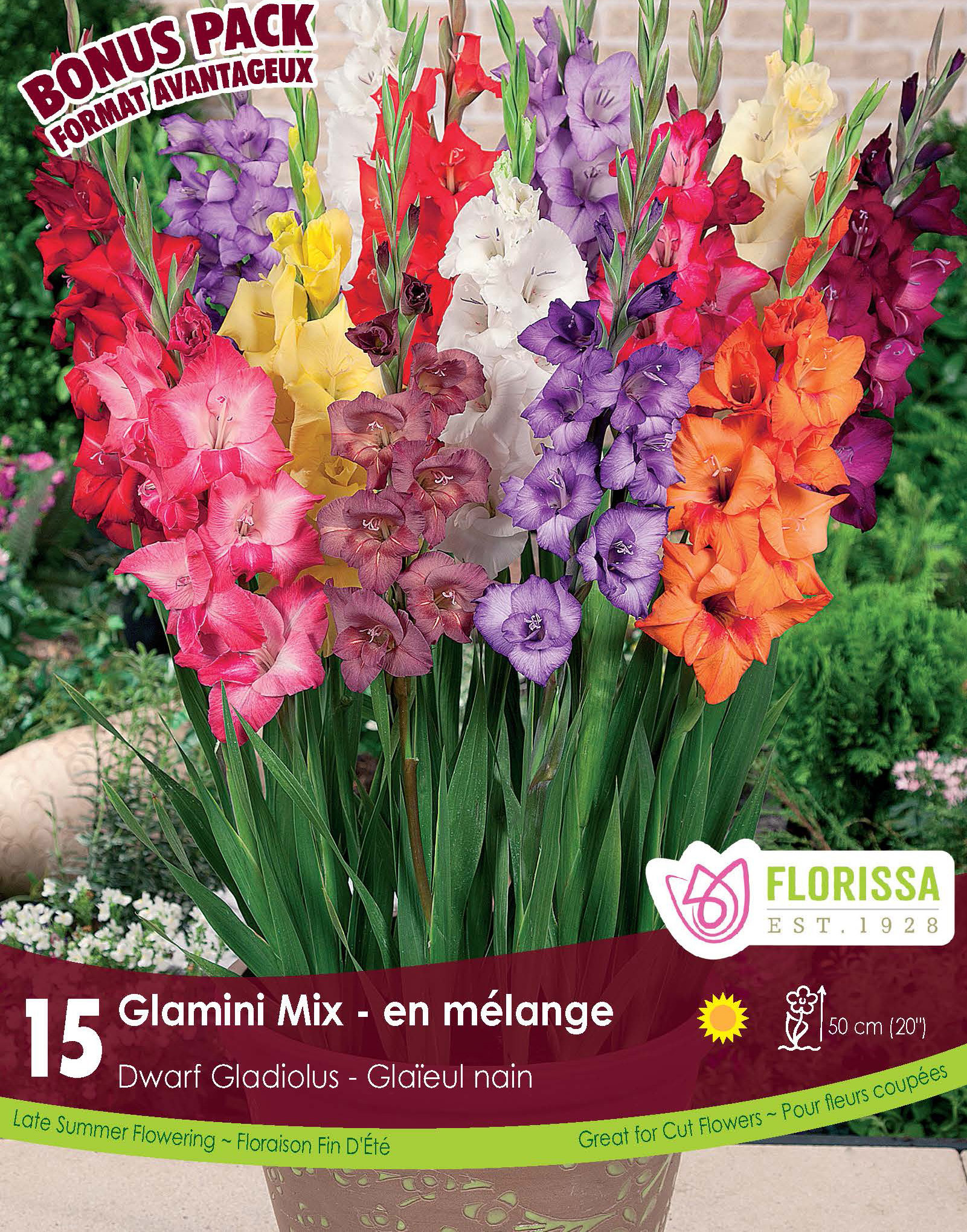 Florissa Gladiolus Glamini Mix