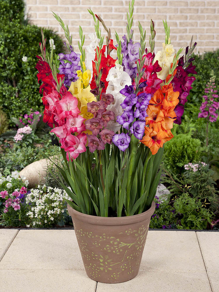 Florissa Gladiolus Glamini Mix