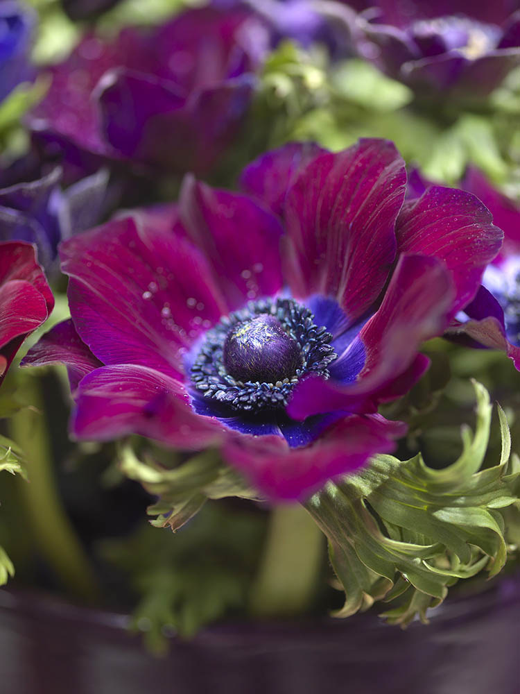 Florissa Anemone De Caen Bordeaux