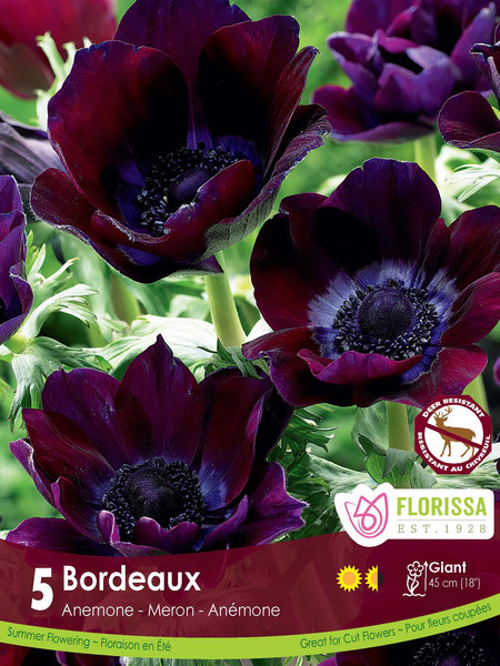 Florissa Anemone De Caen Bordeaux