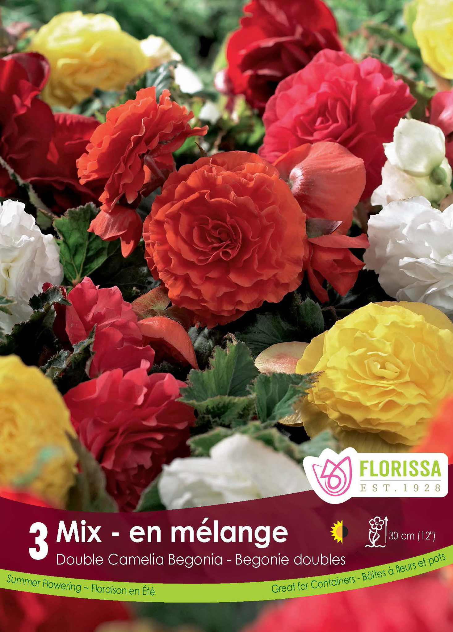 Begonia Double Camelia Bulbs Dutch Growers Saskatoon