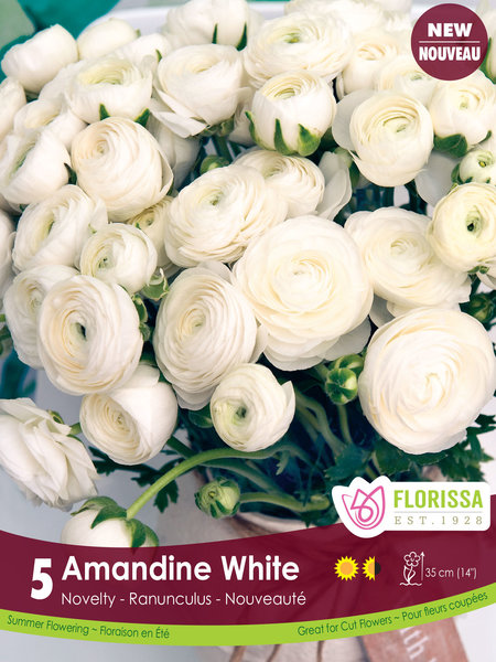 Florissa Ranunculus Amandine White