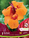 Florissa Canna Variegated Leaf Durban