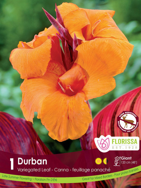 Florissa Canna Variegated Leaf Durban