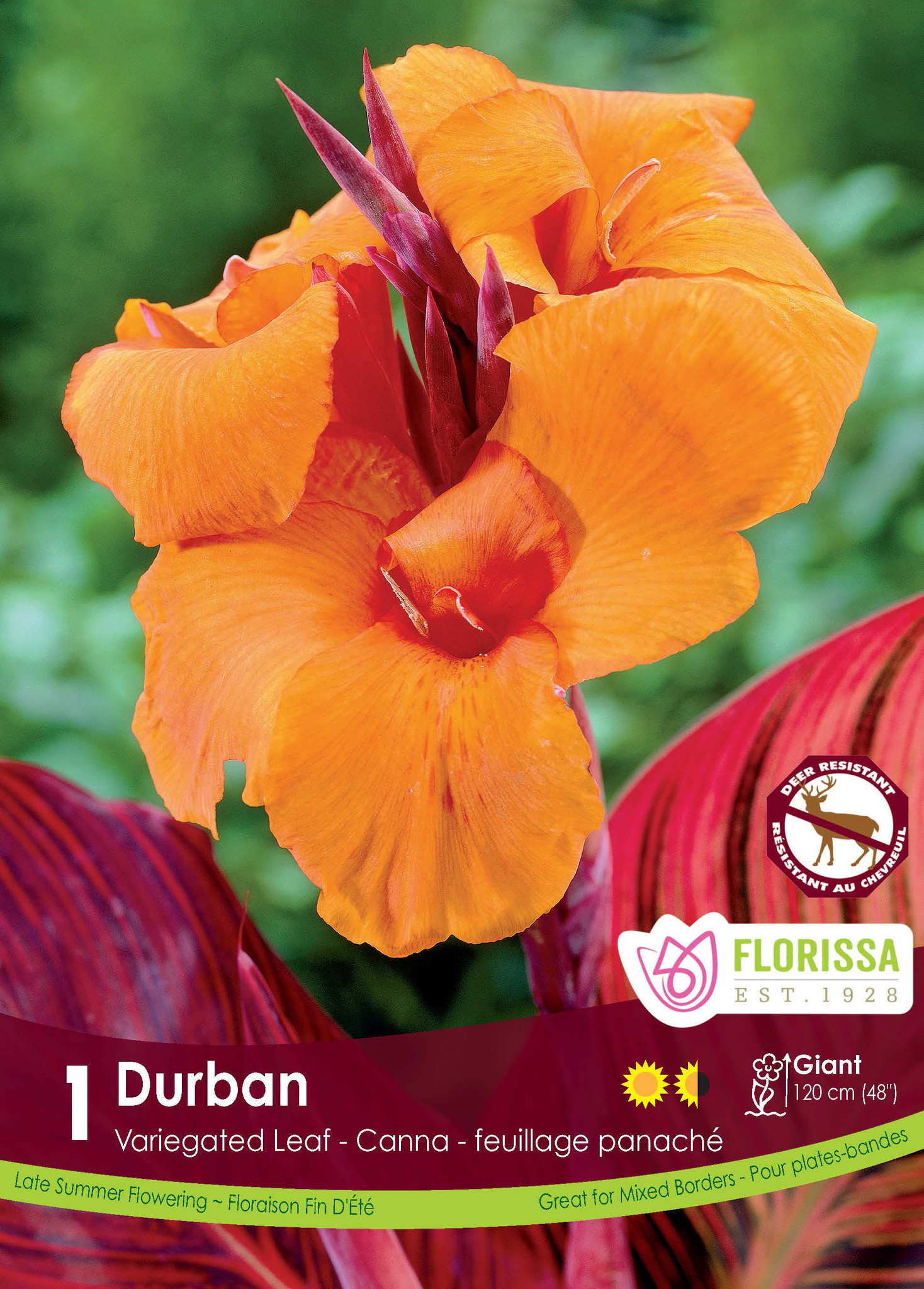 Florissa Canna Variegated Leaf Durban