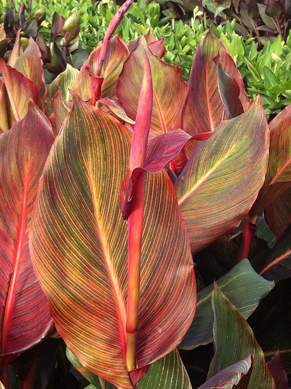 Florissa Canna Variegated Leaf Durban