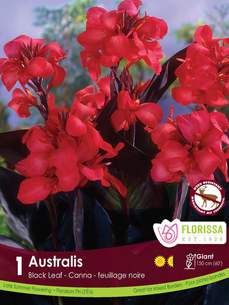 Florissa Canna Novelty Australis Bulbs