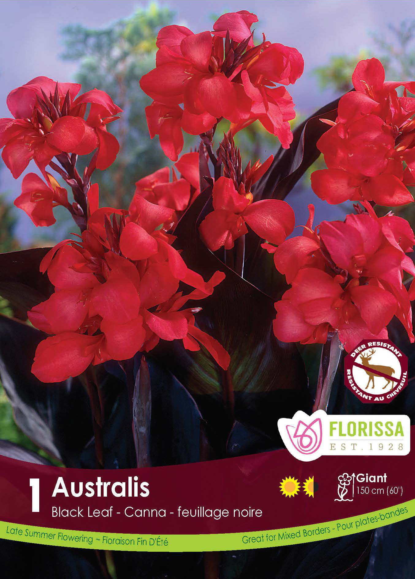 Florissa Canna Novelty Australis Bulbs