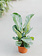 Fiddle Leaf Ficus 6"