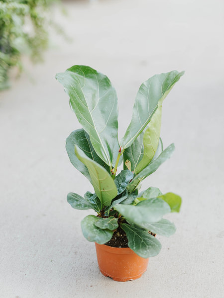 Fiddle Leaf Ficus 6"