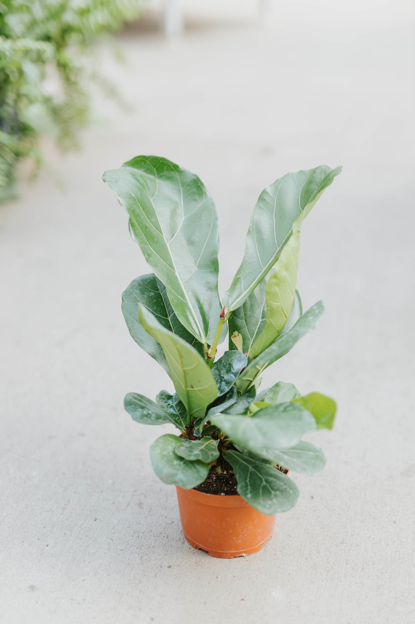 Fiddle Leaf Ficus 6"