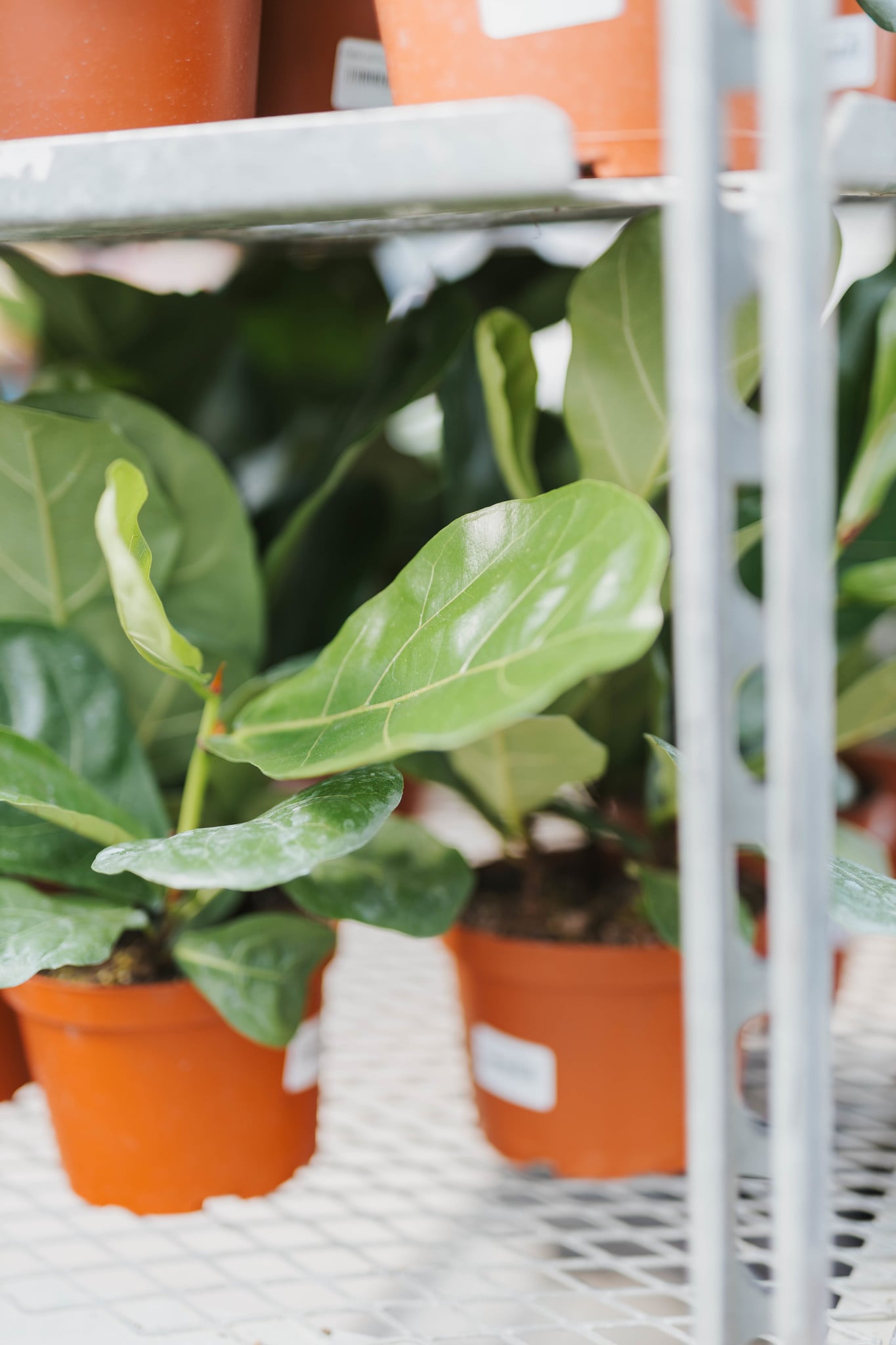 Fiddle Leaf Ficus 6"