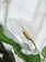 Dutch Growers Peace Lily Sweet Pablo 10"
