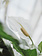 Peace Lily Sweet Pablo 10"