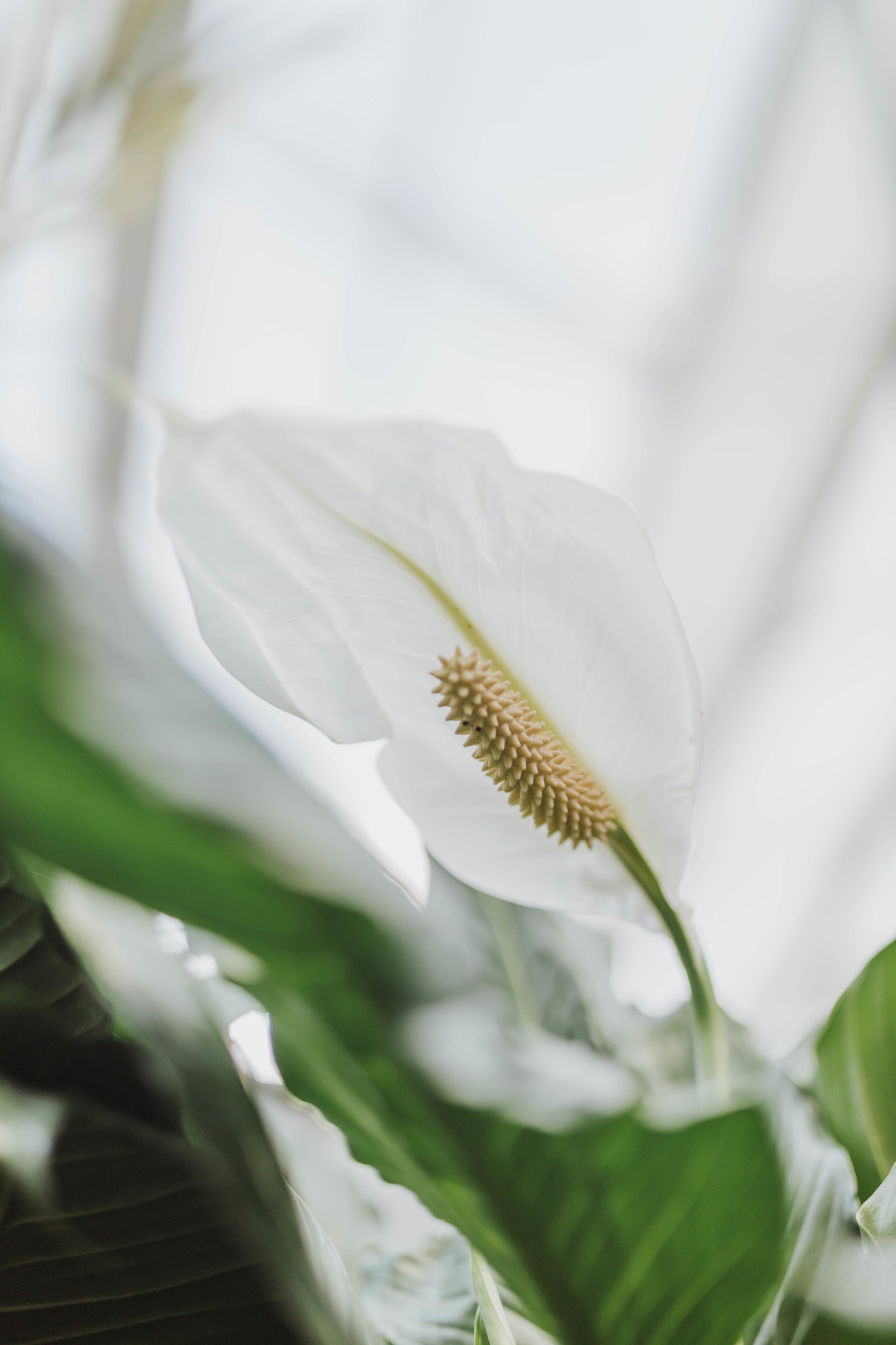 Peace Lily Sweet Pablo 10"
