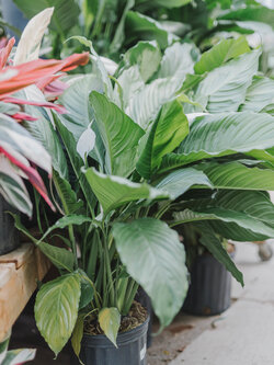 Peace Lily Sweet Pablo 10"