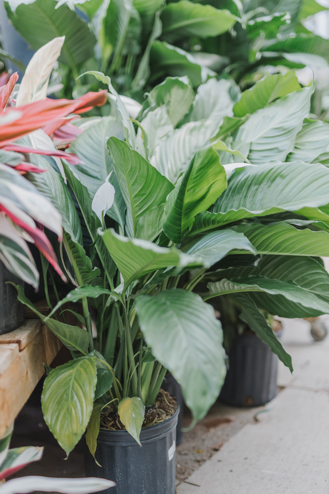 Peace Lily Sweet Pablo 10"