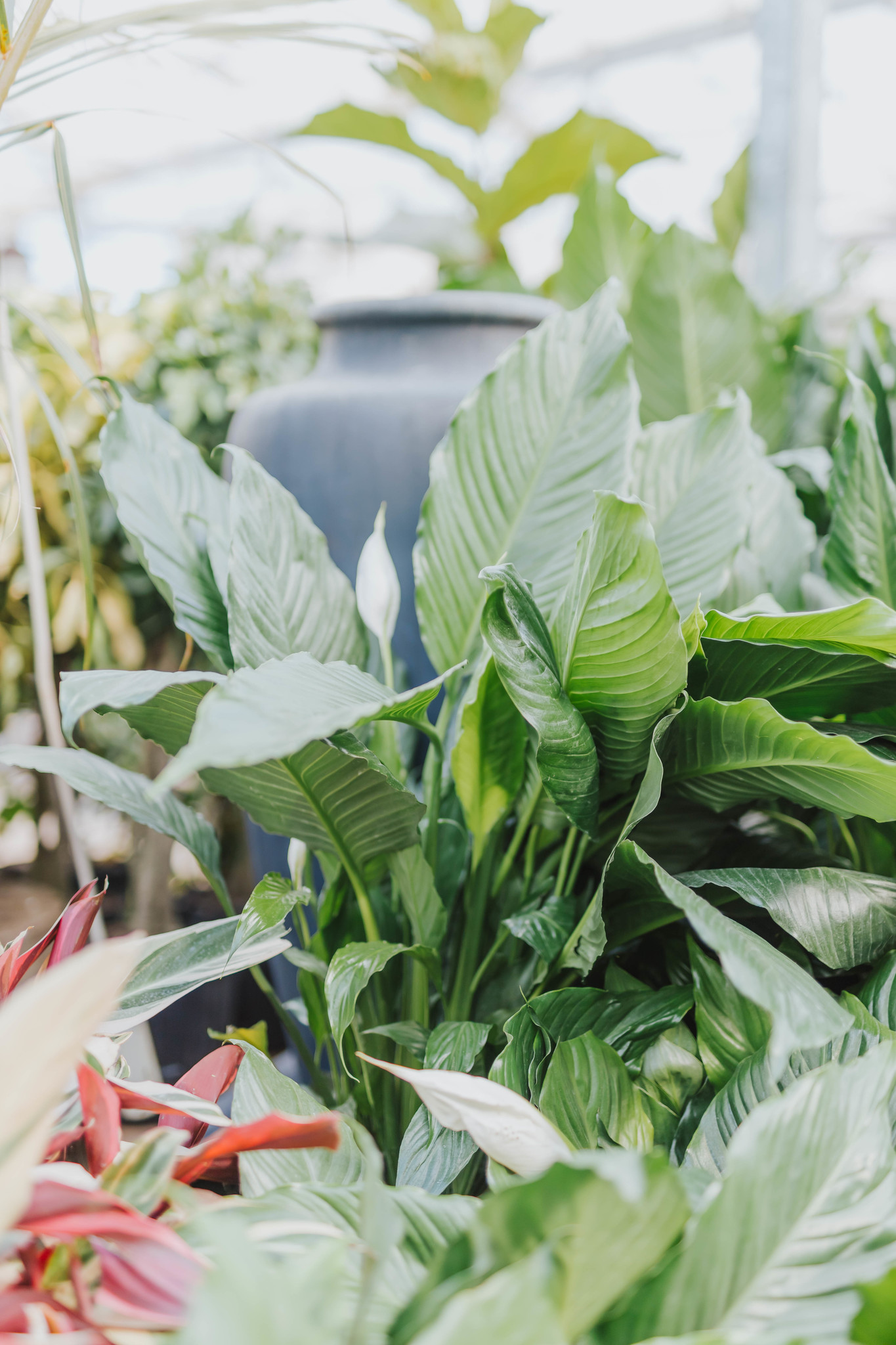 Peace Lily Sweet Pablo 10"