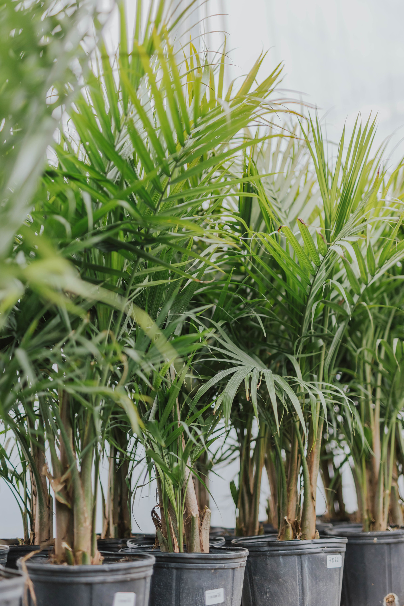 Majesty Palm Dutch Growers Saskatoon