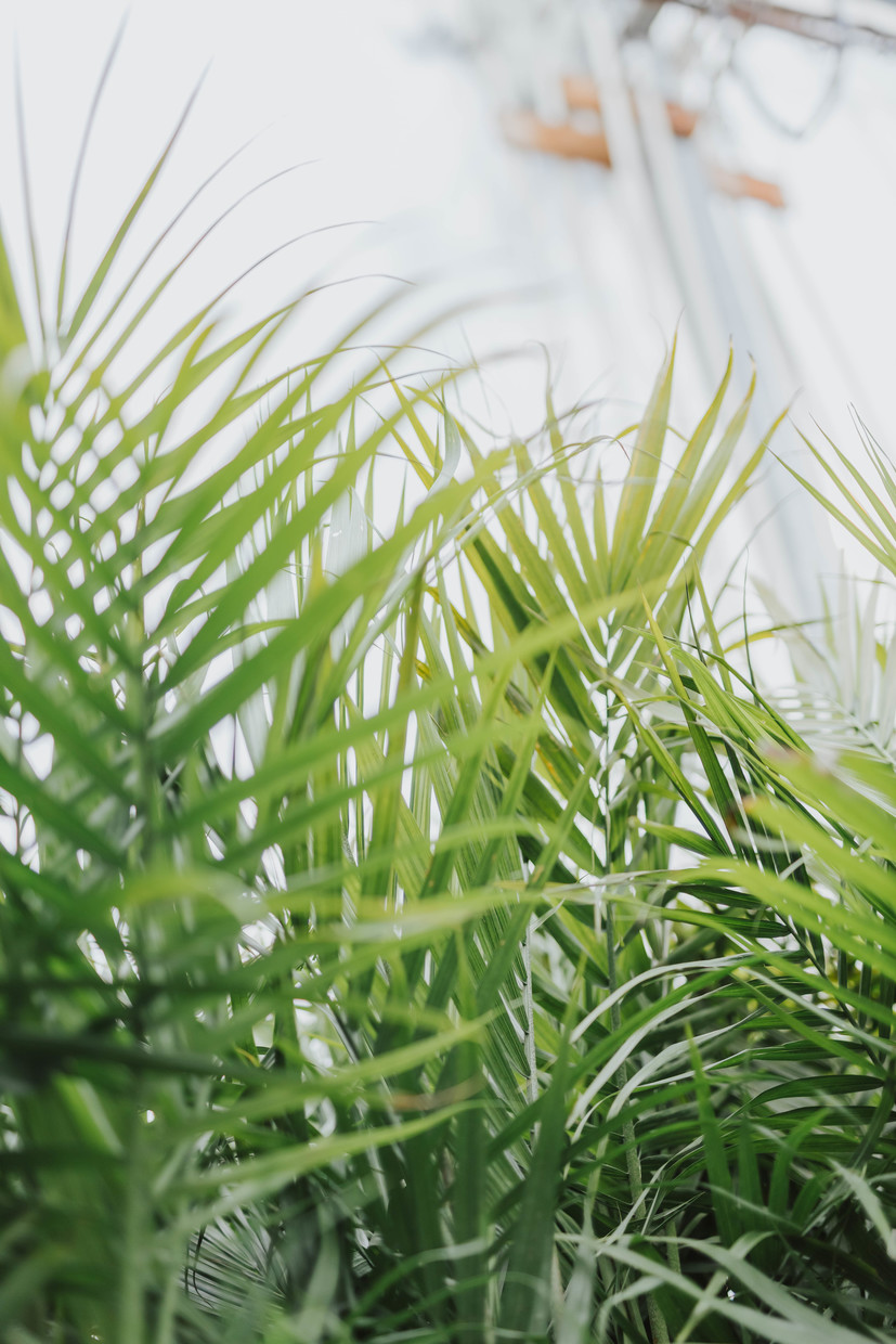 Majesty Palm Dutch Growers Saskatoon