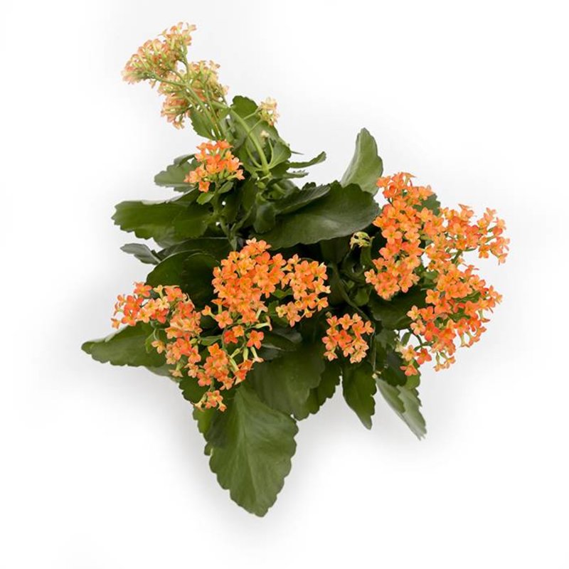 Kalanchoe
