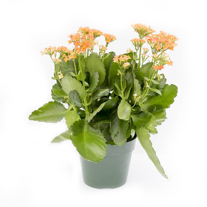 Kalanchoe