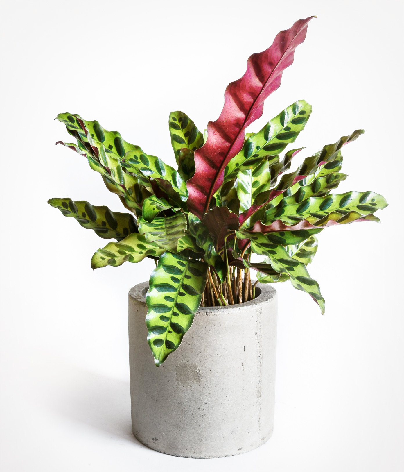 Calathea Lancifolia