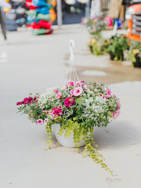 Dutch Growers Diamond Snow #3 Hanging Basket 14" Sun