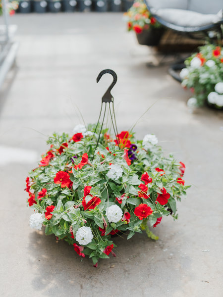 Liberty Bell #7 Hanging Basket 14" Sun