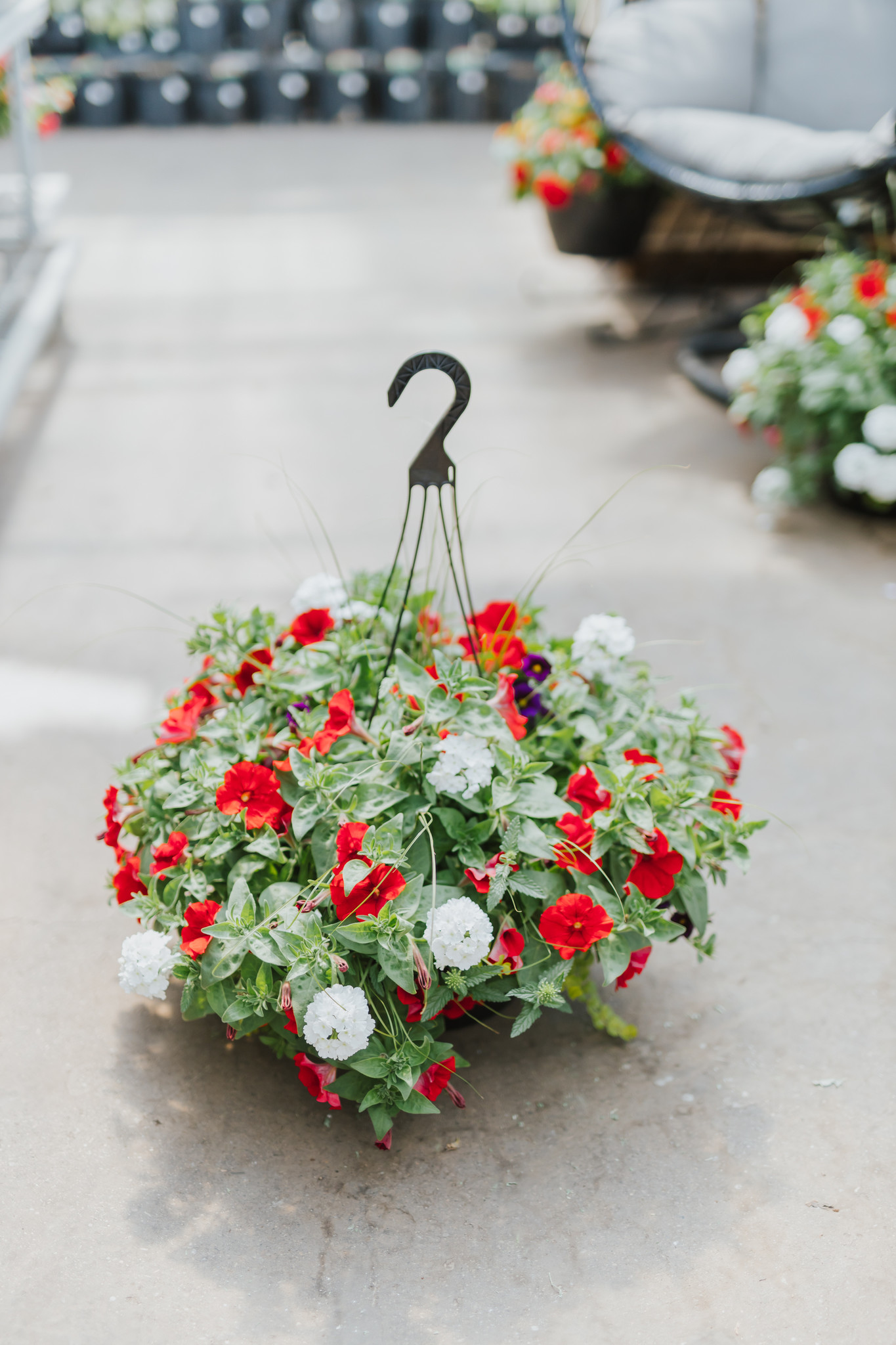 Liberty Bell #7 Hanging Basket 14" Sun