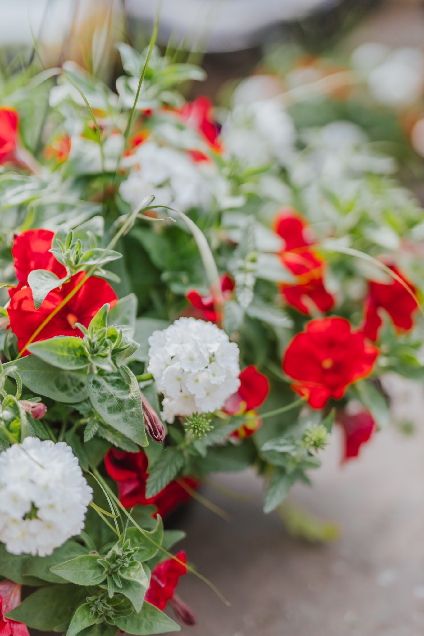 Liberty Bell #7 Hanging Basket 14" Sun