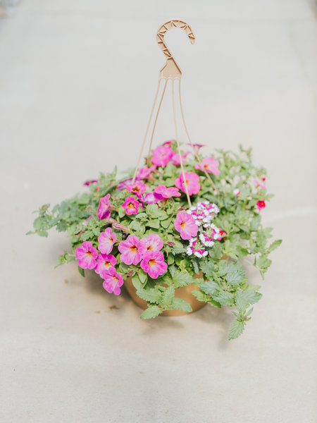 Dutch Growers Tropical Sunrise #32 Hanging Basket 14" Sun