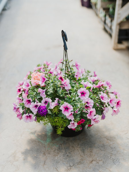 Grape Fit #1 Hanging Basket 14" Sun