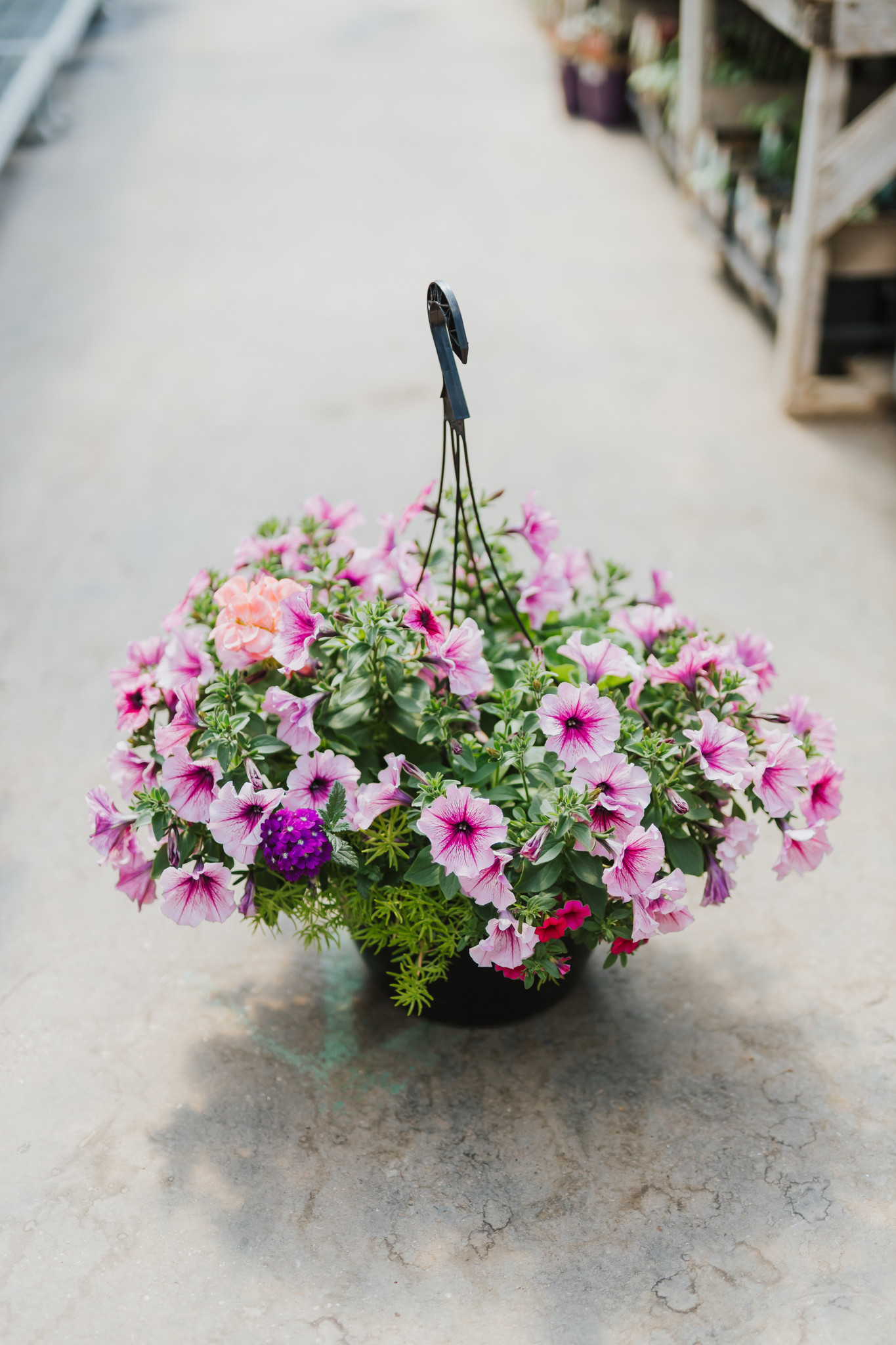 Grape Fit #1 Hanging Basket 14" Sun